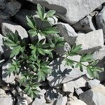Heracleum pumilum Libunga