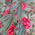 Cotoneaster salicifolius Fruit