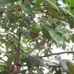Xylocarpus granatum Fruit