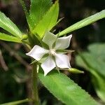 Sauvagesia erecta Цветок