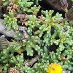Senecio trifidus Hoja