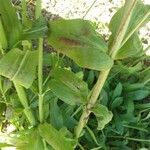 Penstemon barbatus Blad