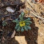 Barbarea rupicola Hoja