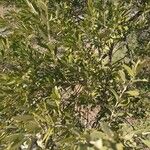 Osyris lanceolata Leaf
