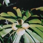 Garnieria spathulifolia Fruit