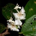 Quararibea bracteolosa Flor