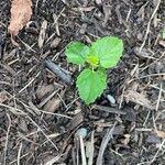 Fatoua villosa Leaf