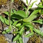 Aster alpinus Leaf