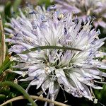 Globularia repens Flower