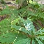 Oclemena acuminata Blomst