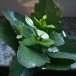 Kalanchoe miniata Blatt