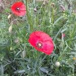 Papaver rhoeas Цвят