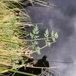 Peucedanum palustre Leaf