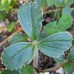 Fragaria chiloensis Foglia