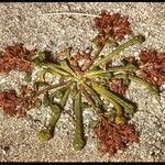 Calyptridium monandrum Habit