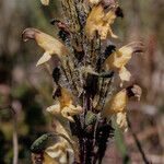 Pedicularis oederi Flor