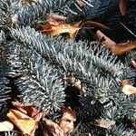 Abies procera Листок