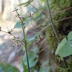 Luzula pilosa Habit