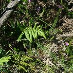 Dryopteris aemula Habitat