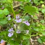 Glechoma hirsuta Flower