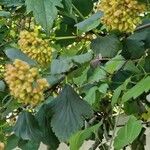 Physocarpus capitatus Fruit