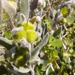 Pardoglossum cheirifolium Fruit