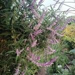 Salvia leucantha Цветок