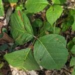 Toxicodendron rydbergii Leaf