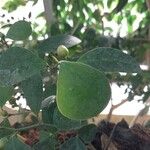 Ficus deltoidea Лист