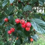 Sorbus aria Frucht