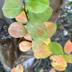 Lagerstroemia indicaपत्ता