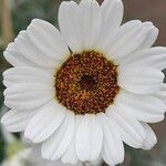Rhodanthemum hosmariense Flor