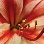 Hippeastrum reginae Ffrwyth