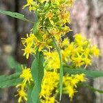 Solidago caesia Цвят