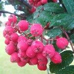 Sorbus aucuparia Fruto