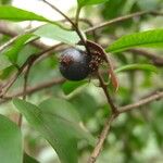 Myrciaria floribunda Fruit