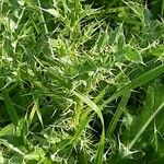 Cirsium spinosissimum Leaf