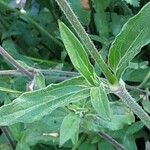 Silene armeria Fuelha