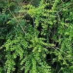 Sophora microphylla Hoja