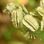 Laserpitium latifolium Fruit