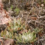 Dudleya abramsii Характер