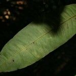 Garcinia madruno Blad