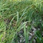 Allium narcissiflorum 整株植物