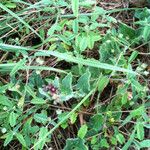 Matelea biflora Hábito