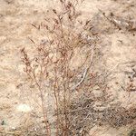 Limonium legrandii Habit