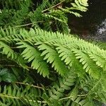 Osmunda regalis Lapas