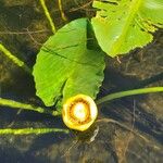 Nuphar luteaFiore