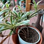 Neoregelia carolinae Листок