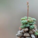 Limonium minutum Foglia