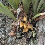 Stanhopea wardii 花